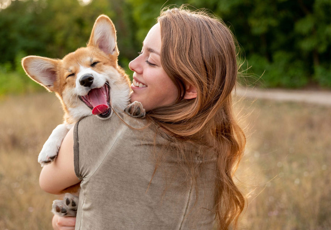 Common Misconceptions About Dog
